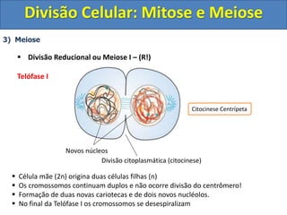3) Meiose
 Divisão Reducional ou Meiose I – (R!)
Telófase I
 Célula mãe (2n) origina duas células filhas (n)
 Os cromossomos continuam duplos e não ocorre divisão do centrômero!
 Formação de duas novas cariotecas e de dois novos nucléolos.
 No final da Telófase I os cromossomos se desespiralizam
Divisão citoplasmática (citocinese)
Novos núcleos
Citocinese Centrípeta
Divisão Celular: Mitose e Meiose
 