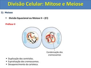 3) Meiose
 Divisão Equacional ou Meiose II – (E!)
Prófase II
 Duplicação dos centríolos.
 Espiralização dos cromossomos.
 Desaparecimento da carioteca.
Condensação dos
cromossomos
Divisão Celular: Mitose e Meiose
 