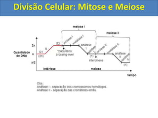 Divisão Celular: Mitose e Meiose
 