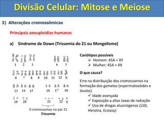 3) Alterações cromossômicas
Principais aneuploidias humanas
a) Síndrome de Down (Trissomia do 21 ou Mongolismo)
3 cromossomos no par 21
Trissomia
Cariótipos possíveis
 Homem: 45A + XY
 Mulher: 45A + XX
O que causa?
Erro na distribuição dos cromossomos na
formação dos gametas (espermatozóides e
óvulos)
 Idade avançada
 Exposição a altas taxas de radiação
 Uso de drogas alucinógenas (LSD,
Heroína, Ecstasy)
Divisão Celular: Mitose e Meiose
 