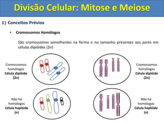 1) Conceitos Prévios
• Cromossomos Homólogos
São cromossomos semelhantes na forma e no tamanho presentes aos pares em
células diplóides (2n)
Cromossomos
homólogos
Célula diplóide
(2n)
Cromossomos
homólogos
Célula diplóide
(2n)
Não há
homólogos
Célula haplóide
(n)
Não há
homólogos
Célula haplóide
(n)
Divisão Celular: Mitose e Meiose
 