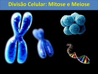 Divisão Celular: Mitose e Meiose
 