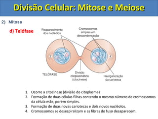 2) Mitose
d) Telófase
1. Ocorre a citocinese (divisão do citoplasma)
2. Formação de duas células filhas contendo o mesmo número de cromossomos
da célula mãe, porém simples.
3. Formação de duas novas cariotecas e dois novos nucléolos.
4. Cromossomos se desespiralizam e as fibras do fuso desaparecem.
Divisão Celular: Mitose e MeioseDivisão Celular: Mitose e Meiose
 
