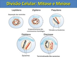 Leptóteno
Separação dos centríolos
Zigóteno
Emparelhamento dos
cromossomos homólogos
Tétrades ou bivalentes
Paquíteno
Quiasmas
Diplóteno
Terminalização dos quiasmas
Diacinese
Divisão Celular: Mitose e MeioseDivisão Celular: Mitose e Meiose
 