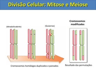 Cromossomos homólogos duplicados e pareados Resultado das permutações
(tétrade/bivalente) (Quiasmas)
Cromossomos
modificados
Divisão Celular: Mitose e MeioseDivisão Celular: Mitose e Meiose
 