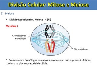 3) Meiose
 Divisão Reducional ou Meiose I – (R!)
Metáfase I
Cromossomos
Homólogos
Fibras do fuso
 Cromossomos homólogos pareados, um oposto ao outro, presos às fribras.
do fuso na placa equatorial da célula.
Divisão Celular: Mitose e MeioseDivisão Celular: Mitose e Meiose
 