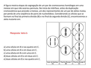INTERFASE QUE PRECEDE A DIVISÃO
A figura mostra etapas da segregação de um par de cromossomos homólogos em uma
meiose em que não ocorreu permuta. No início da intérfase, antes da duplicação
cromossômica que precede a meiose, um dos representantes de um par de alelos mutou
por perda de uma seqüência de pares de nucleotídeos. Considerando as células que se
formam no final da primeira divisão (B) e no final da segunda divisão (C), encontraremos o
alelo mutante em:
a) uma célula em B e nas quatro em C.
b) uma célula em B e em duas em C.
c) uma célula em B e em uma em C.
d) duas células em B e em duas em C.
e) duas células em B e nas quatro em C.
Resposta: letra b
 