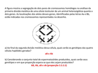INTERFASE QUE PRECEDE A DIVISÃO
A figura mostra a segregação de dois pares de cromossomos homólogos na anáfase da
primeira divisão meiótica de uma célula testicular de um animal heterozigótico quanto a
dois genes. As localizações dos alelos desses genes, identificados pelas letras Aa e Bb,
estão indicadas nos cromossomos representados no desenho.
a) Ao final da segunda divisão meiótica dessa célula, quais serão os genótipos das quatro
células haplóides geradas?
aB e Ab
b) Considerando o conjunto total de espermatozóides produzidos, quais serão seus
genótipos e em que proporção espera-se que eles sejam produzidos?
AB, Ab, aB e ab (proporção 1:1:1:1)
 