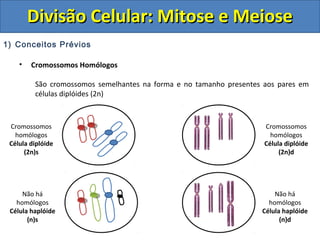 1) Conceitos Prévios
• Cromossomos Homólogos
São cromossomos semelhantes na forma e no tamanho presentes aos pares em
células diplóides (2n)
Cromossomos
homólogos
Célula diplóide
(2n)s
Cromossomos
homólogos
Célula diplóide
(2n)d
Não há
homólogos
Célula haplóide
(n)d
Não há
homólogos
Célula haplóide
(n)s
Divisão Celular: Mitose e MeioseDivisão Celular: Mitose e Meiose
 