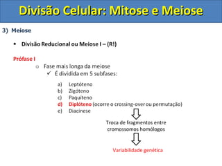 Troca de fragmentos entre
cromossomos homólogos
Variabilidade genética
Divisão Celular: Mitose e MeioseDivisão Celular: Mitose e Meiose
 