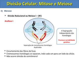 3) Meiose
 Divisão Reducional ou Meiose I – (R!)
Anáfase I
 Encurtamento das fibras do fuso.
 Cromossomos homólogos se separam, indo cada um para um lado da célula.
 Não ocorre divisão do centrômero!
Separação de cromossomos homólogos
duplicados
A Segregação
Independente dos
homólogos
Promove variabilidade
genética
Divisão Celular: Mitose e MeioseDivisão Celular: Mitose e Meiose
 