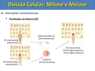 4) Alterações cromossômicas
 Finalidades da Meiose (R!)
46 cromossomos
paternos (2n)
46 cromossomos
maternos (2n)
Espermatozóide (n)
(23 cromossomos)
Óvulo (n)
(23 cromossomos)
46 cromossomos
(23 de origem paterna e
23 de origem materna)
Divisão Celular: Mitose e MeioseDivisão Celular: Mitose e Meiose
 