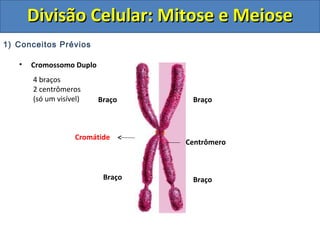 1) Conceitos Prévios
• Cromossomo Duplo
Centrômero
Braço
Braço
Cromátide
Braço
Braço
4 braços
2 centrômeros
(só um visível)
Divisão Celular: Mitose e MeioseDivisão Celular: Mitose e Meiose
 