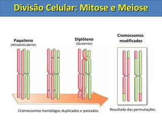 DDiivviissããoo CCeelluullaarr:: MMiittoossee ee MMeeiioossee 
Paquíteno 
(tétrade/bivalente) 
Diplóteno 
(Quiasmas) 
Cromossomos 
modificados 
Cromossomos homólogos duplicados e pareados Resultado das permutações 
 