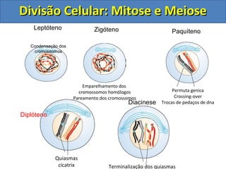 DDiivviissããoo CCeelluullaarr:: MMiittoossee ee MMeeiioossee 
Leptóteno 
Condensação dos 
cromossomos 
Zigóteno 
Emparelhamento dos 
cromossomos homólogos 
Pareamento dos cromossomos 
Paquíteno 
Permuta genica 
Crossing-over 
Trocas de pedaços de dna 
Quiasmas 
cicatrix 
Diplóteno 
Diacinese 
Terminalização dos quiasmas 
 