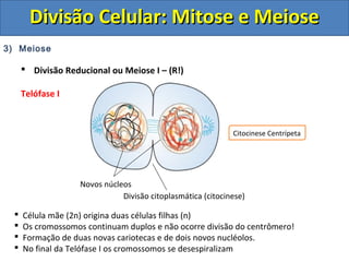 DDiivviissããoo CCeelluullaarr:: MMiittoossee ee MMeeiioossee 
3) Meiose 
 Divisão Reducional ou Meiose I – (R!) 
Telófase I 
Novos núcleos 
Citocinese Centrípeta 
Divisão citoplasmática (citocinese) 
 Célula mãe (2n) origina duas células filhas (n) 
 Os cromossomos continuam duplos e não ocorre divisão do centrômero! 
 Formação de duas novas cariotecas e de dois novos nucléolos. 
 No final da Telófase I os cromossomos se desespiralizam 
 