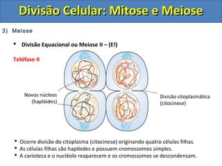 DDiivviissããoo CCeelluullaarr:: MMiittoossee ee MMeeiioossee 
3) Meiose 
 Divisão Equacional ou Meiose II – (E!) 
Telófase II 
Novos núcleos 
(haplóides) 
Divisão citoplasmática 
(citocinese) 
 Ocorre divisão do citoplasma (citocinese) originando quatro células filhas. 
 As células filhas são haplóides e possuem cromossomos simples. 
 A carioteca e o nucléolo reaparecem e os cromossomos se descondensam. 
 