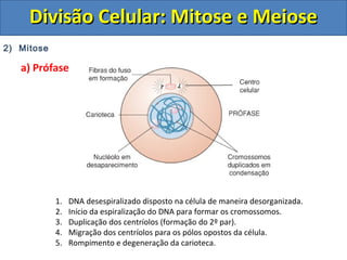 DDiivviissããoo CCeelluullaarr:: MMiittoossee ee MMeeiioossee 
2) Mitose 
a) Prófase 
1. DNA desespiralizado disposto na célula de maneira desorganizada. 
2. Início da espiralização do DNA para formar os cromossomos. 
3. Duplicação dos centríolos (formação do 2º par). 
4. Migração dos centríolos para os pólos opostos da célula. 
5. Rompimento e degeneração da carioteca. 
 