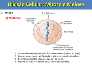 DDiivviissããoo CCeelluullaarr:: MMiittoossee ee MMeeiioossee 
2) Mitose 
b) Metáfase 
1. Grau máximo de espiralização dos cromossomos (visíveis ao M.O.) 
2. Cromossomos duplos alinhados lado a lado no equador da célula. 
3. Centríolos dispostos nos pólos opostos da célula. 
4. No final da metáfase ocorre a divisão dos centrômeros. 
 