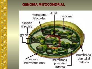 GENOMA MITOCONDRIAL
 