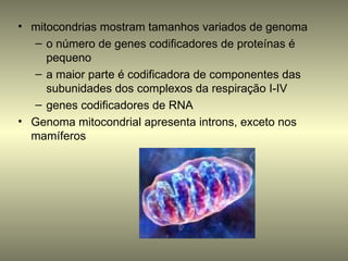 • mitocondrias mostram tamanhos variados de genoma
  – o número de genes codificadores de proteínas é
     pequeno
  – a maior parte é codificadora de componentes das
     subunidades dos complexos da respiração I-IV
  – genes codificadores de RNA
• Genoma mitocondrial apresenta introns, exceto nos
  mamíferos
 