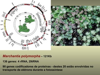 Marchantia polymorpha – 121Kb
136 genes: 4 rRNA, 29tRNA
90 genes codificadores de proteínas - destes 20 estão envolvidas no
transporte de elétrons durante a fotossíntese
 