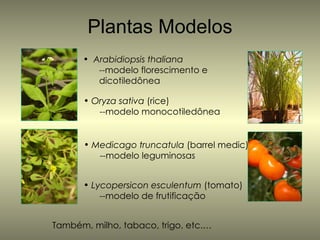 Plantas Modelos
      • Arabidiopsis thaliana
         --modelo florescimento e
         dicotiledônea

      • Oryza sativa (rice)
         --modelo monocotiledônea


      • Medicago truncatula (barrel medic)
         --modelo leguminosas


      • Lycopersicon esculentum (tomato)
          --modelo de frutificação


Também, milho, tabaco, trigo, etc.…
 