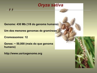 Oryza sativa



Genome: 430 Mb (1/8 do genoma humano)

Um dos menores genomas de gramíneas

Cromossomos: 12

Genes: ~ 50,000 (mais do que genoma
humano)

http://www.usricegenome.org
 