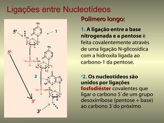 Ligações entre Nucleotídeos
                         Polímero longo:
                Base
                   1     1. A ligação entre a base
               Pentose   nitrogenada e a pentose é
                         feita covalentemente através
                         de uma ligação N-glicosídica
                         com a hidroxila ligada ao
                         carbono-1 da pentose.
       4       1
           2
       2                 •2. Os nucleotídeos são
                         unidos por ligações
                         fosfodiéster covalentes que
                         ligar o carbono 5´de um grupo
                         desoxirribose (pentose + base)
                         ao carbono 3´do próximo
 