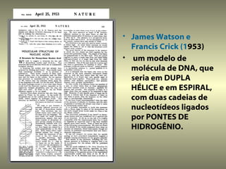 • James Watson e
  Francis Crick (1953)
• um modelo de
  molécula de DNA, que
  seria em DUPLA
  HÉLICE e em ESPIRAL,
  com duas cadeias de
  nucleotídeos ligados
  por PONTES DE
  HIDROGÊNIO.
 