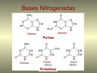 Bases Nitrogenadas



      Adenina                 Guanina

                  Purinas




Citosina          Timina                Uracil


                Pirimidinas
 