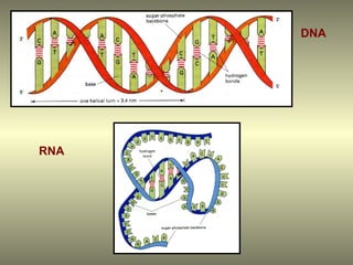 DNA




RNA
 