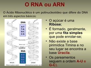 O RNA ou ARN
O Ácido Ribonucléico é um polinucleotídeo que difere do DNA
em três aspectos básicos:

            DNA
                             • O açúcar é uma
                               Ribose;
            A-T
            T-A              • É formado, geralmente,
            G-C
            C-G                por uma fita simples
                               que pode enrolar-se;
                             • Não existe a base
                               pirimídica Timina e no
            RNA
                               seu lugar se encontra a
            A-U
                               base Uracila.
            U-A              • Os pareamentos
            G-C
            C-G                seguem a ordem A-U e
                               G-C).
 