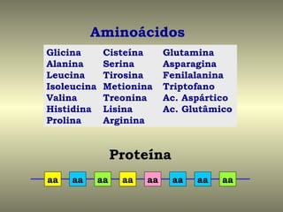 Aminoácidos
Glicina       Cisteína       Glutamina
Alanina       Serina         Asparagina
Leucina       Tirosina       Fenilalanina
Isoleucina    Metionina      Triptofano
Valina        Treonina       Ac. Aspártico
Histidina     Lisina         Ac. Glutâmico
Prolina       Arginina


                  Proteína
aa   aa      aa    aa   aa    aa   aa   aa
 