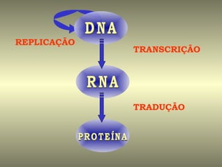 REPLICAÇÃO
             TRANSCRIÇÃO




             TRADUÇÃO
 
