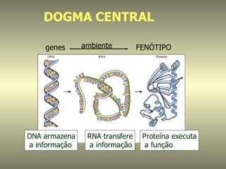 DOGMA CENTRAL

    genes      ambiente         FENÓTIPO




DNA armazena    RNA transfere    Proteína executa
a informação     a informação     a função
 