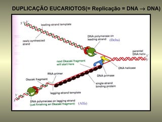 DUPLICAÇÃO EUCARIOTOS(= Replicação = DNA → DNA)

      5´ 3´




                              (Delta)



                                          3´
                                          5´




 3´
5´
                    (Alfa)
 
