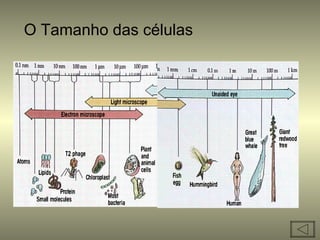 O Tamanho das células
 