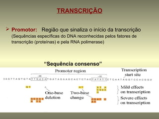 TRANSCRIÇÃO

 Promotor: Região que sinaliza o início da transcrição
  (Sequências específicas do DNA reconhecidas pelos fatores de
  transcrição (proteínas) e pela RNA polimerase)




                 “Sequência consenso”
 