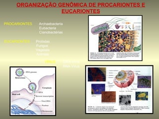 ORGANIZAÇÃO GENÔMICA DE PROCARIONTES E
                  EUCARIONTES

PROCARIONTES     Archaebacteria
                 Eubacteria
                 Cianobactérias

EUCARIONTES    Protistas
               Fungos
               Vegetais
               Animais

                    VÍRUS         DNA Vírus
                                  RNA Vírus
 