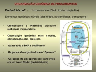 ORGANIZAÇÃO GENÔMICA DE PROCARIONTES

    Escherichia coli -   1 cromossomo (DNA circular, dupla fita)

    Elementos genéticos móveis (plasmídeo, bacteriófagos, transposons)


-    Cromossomo e Plasmídeo            possuem
     replicação independente

-    Organização genômica mais         simples,
     compactação com proteínas

-     Quase todo o DNA é codificante

-     Os genes são organizados em “Operons”

-     Os genes de um operon são transcritos
     em um único RNAm (policistrônico)
 