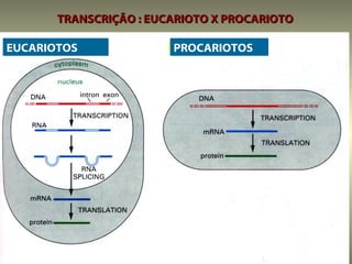 TRANSCRIÇÃO : EUCARIOTO X PROCARIOTO

EUCARIOTOS              PROCARIOTOS
 