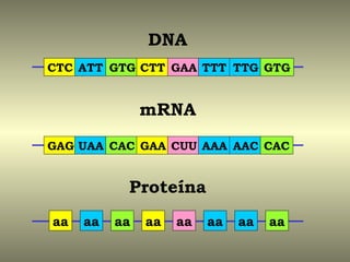 DNA
CTC ATT GTG CTT GAA TTT TTG GTG


               mRNA
GAG UAA CAC GAA CUU AAA AAC CAC


           Proteína
aa   aa   aa   aa   aa   aa   aa   aa
 