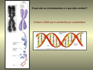 O que são os cromossomos e o que eles contém?




 Contem o DNA que é constituído por nucleotídeos
 
