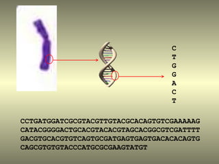 C
                                  T
                                  G
                                  G
                                  A
                                  C
                                  T

CCTGATGGATCGCGTACGTTGTACGCACAGTGTCGAAAAAG
CATACGGGGACTGCACGTACACGTAGCACGGCGTCGATTTT
GACGTGCACGTGTCAGTGCGATGAGTGAGTGACACACAGTG
CAGCGTGTGTACCCATGCGCGAAGTATGT
 