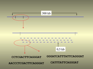 300 kb




                             0,5 kb

 CCTCGACTTCAGGGAT      GGGATCATTTATTCAGGGAT

AACCCTCGACTTCAGGGAT      CATTTATTCAGGGAT
 