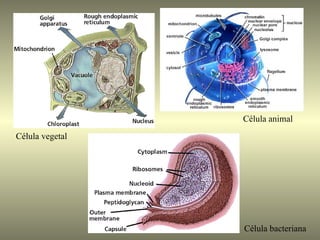 Célula animal
Célula vegetal




                 Célula bacteriana
 