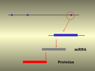 mRNA


Proteína
 