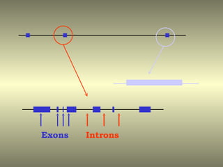 Exons   Introns
 