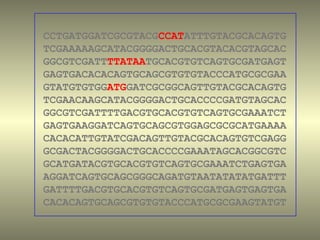 CCTGATGGATCGCGTACGCCATATTTGTACGCACAGTG
TCGAAAAAGCATACGGGGACTGCACGTACACGTAGCAC
GGCGTCGATTTTATAATGCACGTGTCAGTGCGATGAGT
GAGTGACACACAGTGCAGCGTGTGTACCCATGCGCGAA
GTATGTGTGGATGGATCGCGGCAGTTGTACGCACAGTG
TCGAACAAGCATACGGGGACTGCACCCCGATGTAGCAC
GGCGTCGATTTTGACGTGCACGTGTCAGTGCGAAATCT
GAGTGAAGGATCAGTGCAGCGTGGAGCGCGCATGAAAA
CACACATTGTATCGACAGTTGTACGCACAGTGTCGAGG
GCGACTACGGGGACTGCACCCCGAAATAGCACGGCGTC
GCATGATACGTGCACGTGTCAGTGCGAAATCTGAGTGA
AGGATCAGTGCAGCGGGCAGATGTAATATATATGATTT
GATTTTGACGTGCACGTGTCAGTGCGATGAGTGAGTGA
CACACAGTGCAGCGTGTGTACCCATGCGCGAAGTATGT
 